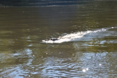 Swamp Croc